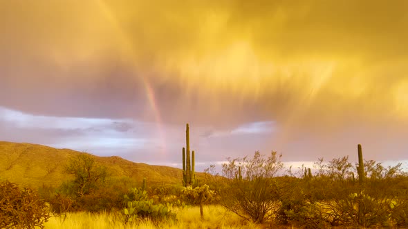 Beautiful rainbow in Arizona desert with saguaro cactus. Storm clouds at sunset.