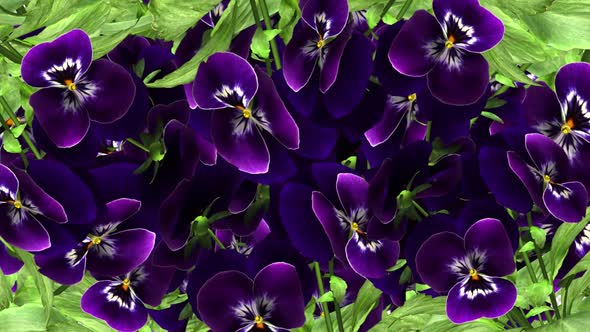 Pansy Flowers - Screen Transition - II - Alpha Channel alt