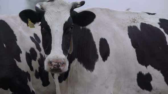 Black and White Cow's Head with a Fly on It with Digital Collar on the Neck