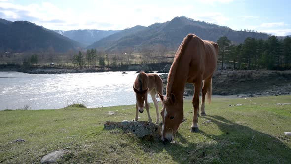 Horse with foal nibble the grass