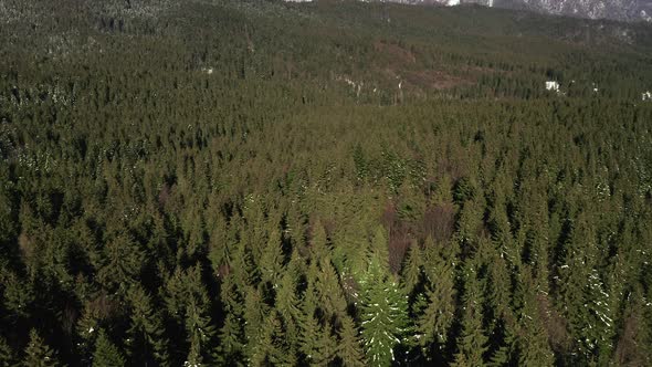 Slow aerial tilt up over evergreen forest revealing Postavarul Massif, Romania.