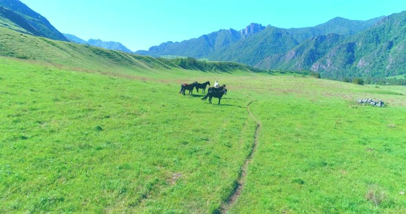 Flight Over Wild Horses Herd on Meadow. Spring Mountains Wild Nature. Freedom Ecology Concept