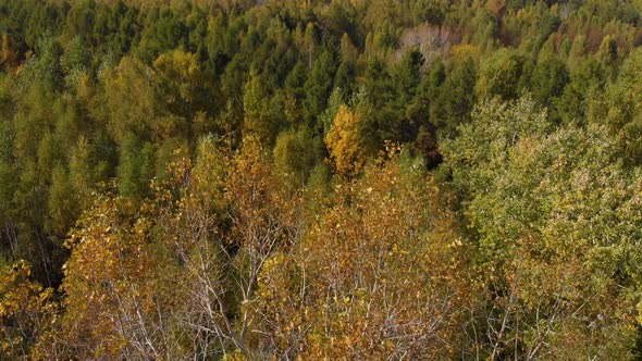 Autumn Color Forest
