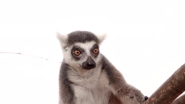 Lemur hanging in a tree on white background - slow motion animal