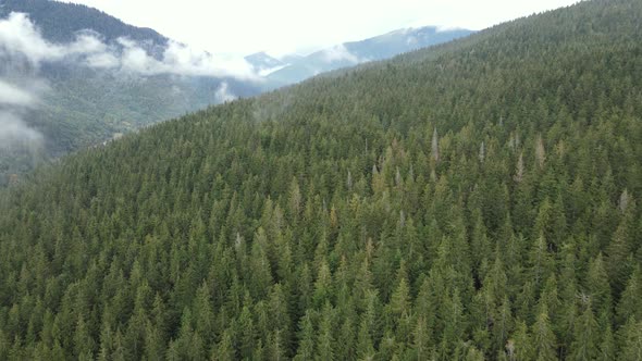 Aerial View of the Carpathian Mountains in Autumn. Ukraine