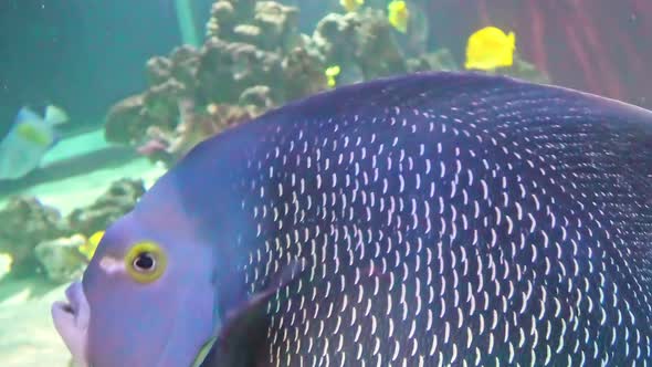 French Angelfish Pomacanthus Paru
