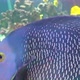 French Angelfish Pomacanthus Paru - VideoHive Item for Sale