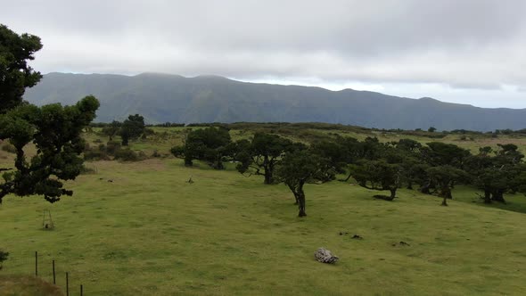 Aerial view of old and rare Fanal laurisilva forest on Madeira island, Portugal