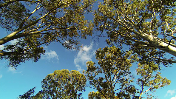 Looking up while Driving from Road with Trees