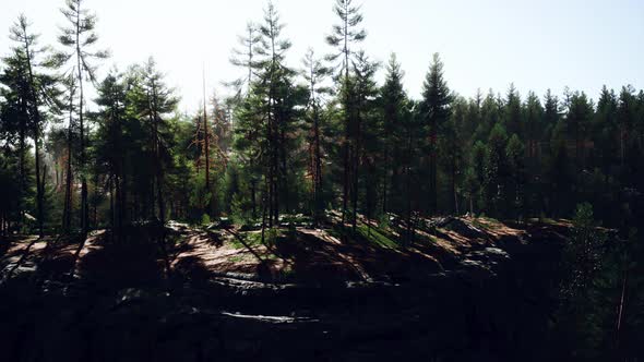 Deep Scandinavian Woods on a Late Summer Evening