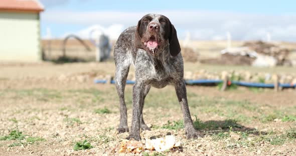 A Hungry and homeless stray female dog eats food on the farm.