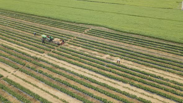 Drone Rotates Around the Agricultural Workers with the Tractor in the Field