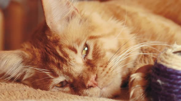 Adult Red Ginger Maine Coon Cat Sleeping At Home Sofa