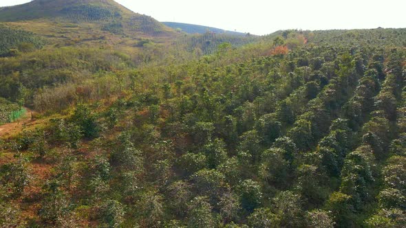 Aerial Shot of Coffee Plantations on Hillsides in Mountains