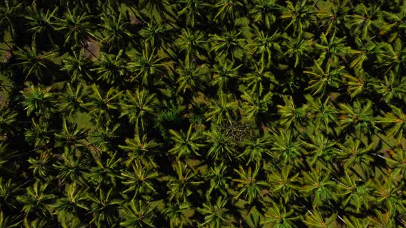 Beautiful Grows Palm Trees Aerial