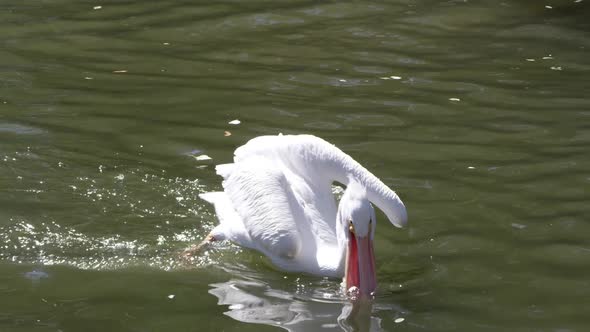 Pelican lunging forward to grab a fish