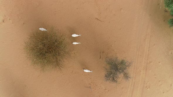 Aerial view of group of goats walking on desert landscape, Abu Dhabi, U.A.E