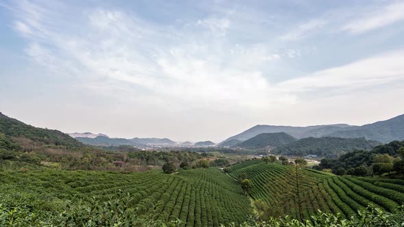 Timelapse of longjing tea garden in hangzhou china