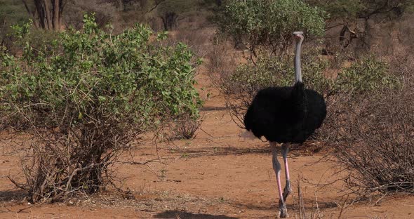 Somali Ostrich, Struthio camelus molybdophanes, Male walking through the Bush