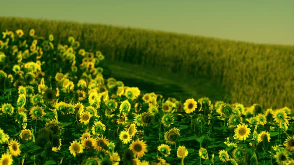 Field of Blooming Sunflowers on a Background Sunset