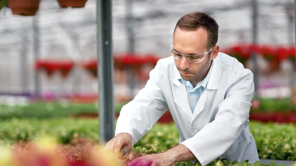 Focused Agricultural Engineer Pouring Chemical Fertilizer From Glass Tube to Growing Plants