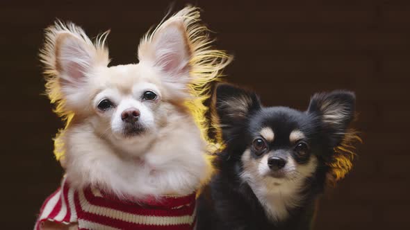 two lap dog chihuahua and pomeranien friend sit together with casual and relax wear winter sweater