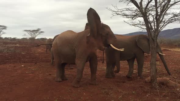 A large group of elephants, Loxodonta africana including a bull forage during winter at Zimanag Priv