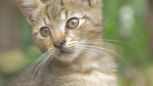 Kitten shallow DOF 4K 2160p UHD footage - Little cat outdoor portrait 4K 3840X2160 UHD video