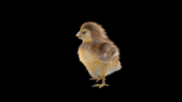 13 Baby Chicks Dancing HD