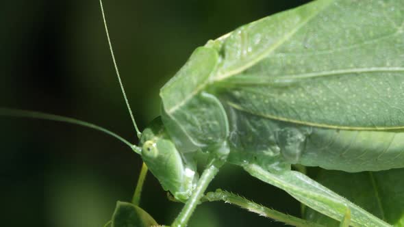 Macro of Katydid cleaning leg