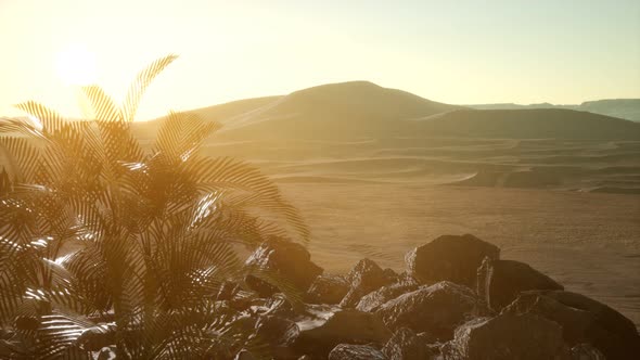 Palms in Desert at Sunset