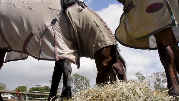 A close up view of two horses with coats on eating hay in a farm yard