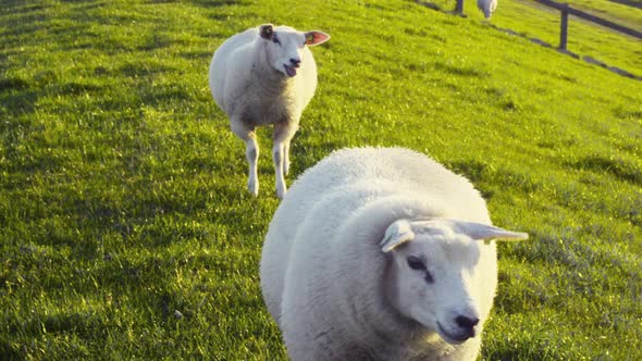 Cute young organic farming sheep one lamb walks away