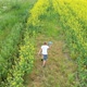 The Guy Runs Through the Flower Field Holding a Plane - VideoHive Item for Sale