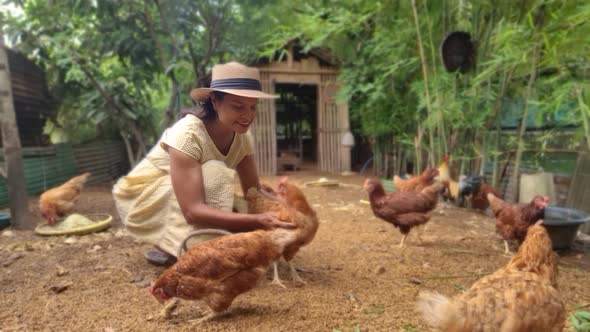 Asian Women Feeding Chicken at a Farm Women Feeding Chicken at a Eco Farm in Thailand