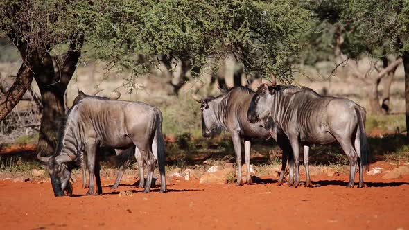 Blue Wildebeest - South Africa