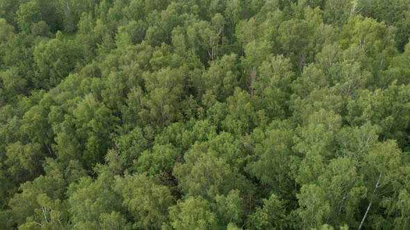 Dense green trees view from the drone