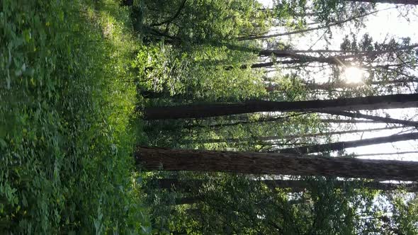 Vertical Video of Forest Landscape in Summer Slow Motion