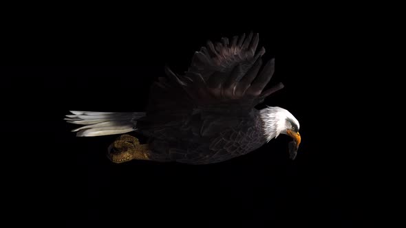 Eagle Fly With Hunted Mouse alt