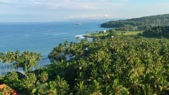 aerial coastal landscape of blue ocean at jasri beach full of coconut tree field