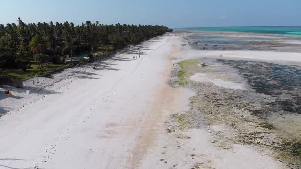 Lot of Fishing Boats Stuck in Sand Off Coast at Low Tide Zanzibar Aerial View