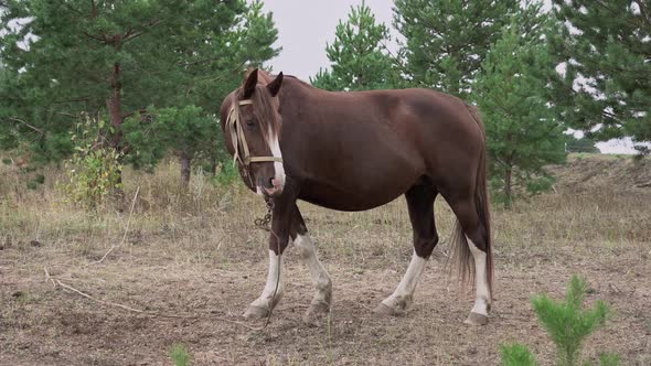 A brown horse grazes in a meadow against the background of a pine forest