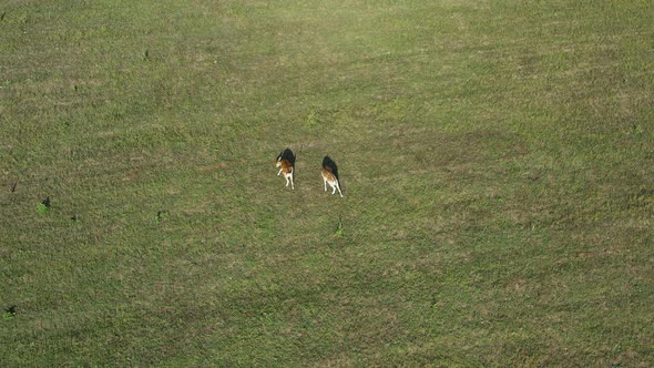 Aerial top down, fallow deer does grazing peacefully on a green meadow