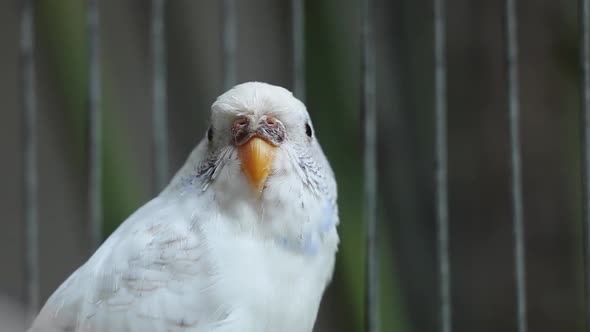 Female Budgie (Parakeet) in a cage looking sideways. Curious white and blue bird.