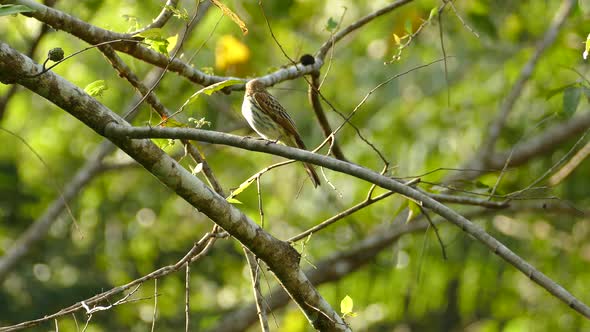 Beautiful small bird standing on a tree branch and cleaning it peak