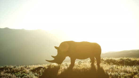 Rhino Standing in Open Area During Sunset