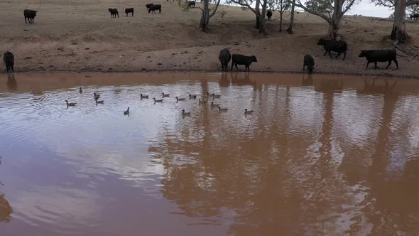 Aerial footage of cows and ducks drinking from an agricultural dam on a farm