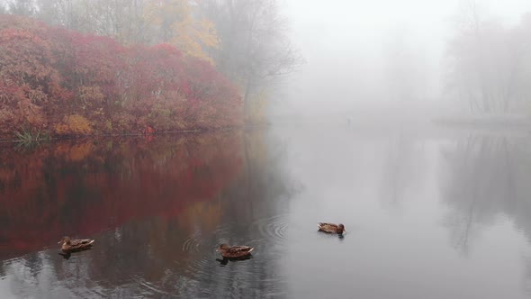 Ducks Swim in the Lake on a Foggy Autumn Day.