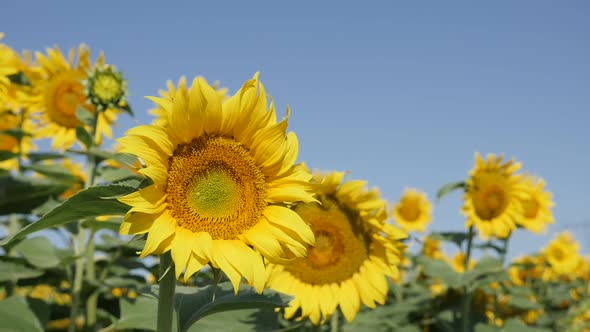 Sunflower Helianthus annuus plant with bee slow motion footage