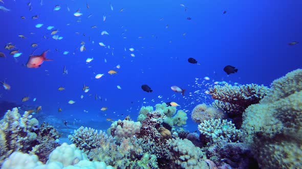 Underwater Tropical Corals Reef